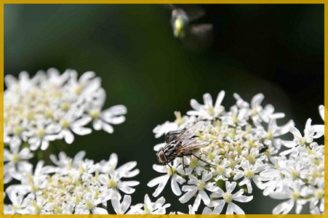 「ハエの幼虫」が代替肉になる可能性。ペットフードや昆虫食キットも　進化する昆虫食の今